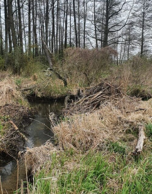 bobry, tamy, tamy bobrowe, niszczenie tam