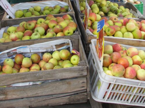 tarcznik, sadownictwo, szkodnik sadów