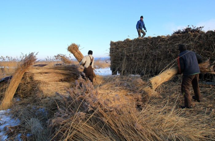 trzcina strzechowa, zbiór trzciny, Zalew Wiślany