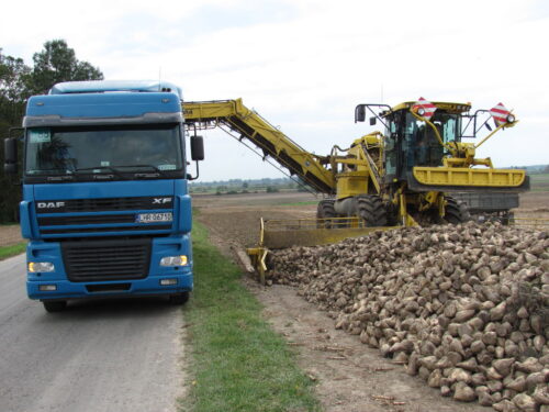 odmiany buraków cukrowych, pdo, coboru, plonowanie