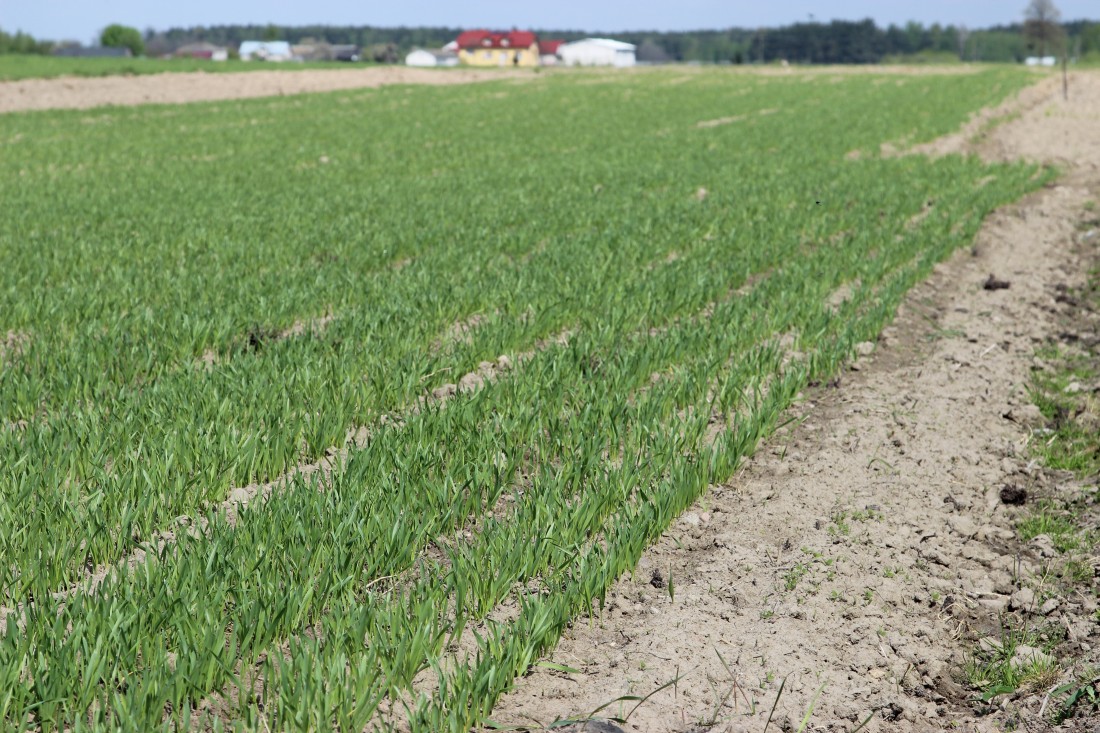 nawożenie, NIK, raport, gleba, uprawa, badanie gleby