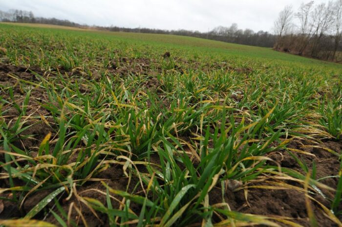 ziemia rolna, dzierżawa gruntów, kształtowanie ustroju rolnego