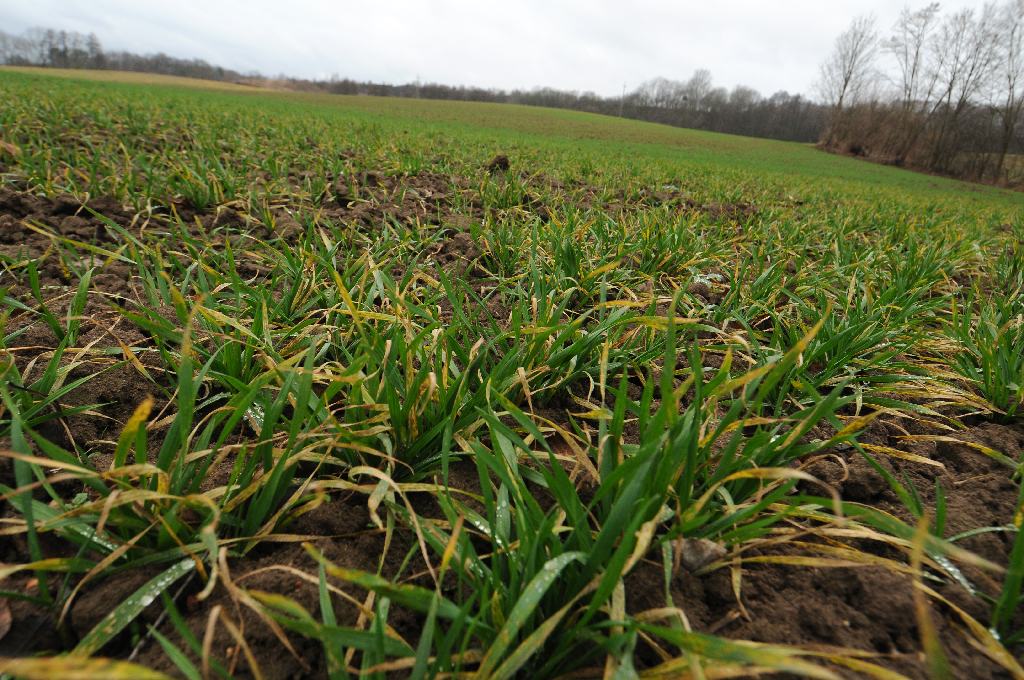 ziemia rolna, dzierżawa gruntów, kształtowanie ustroju rolnego