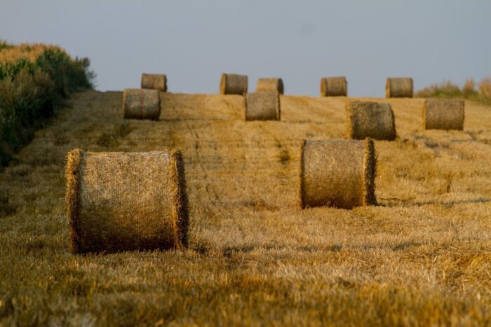 dzierżawa ziemi, sprzedaż ziemi, agencja nieruchomości rolnych