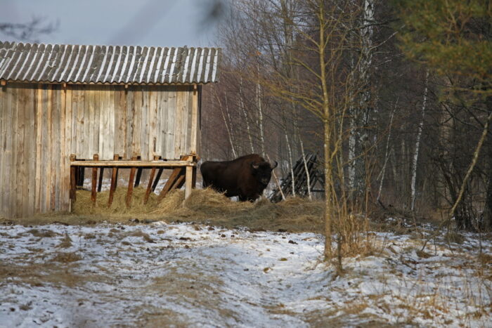 puszcza białowieska, Białowieski Park Narodowy, Jerzy Dackiewicz