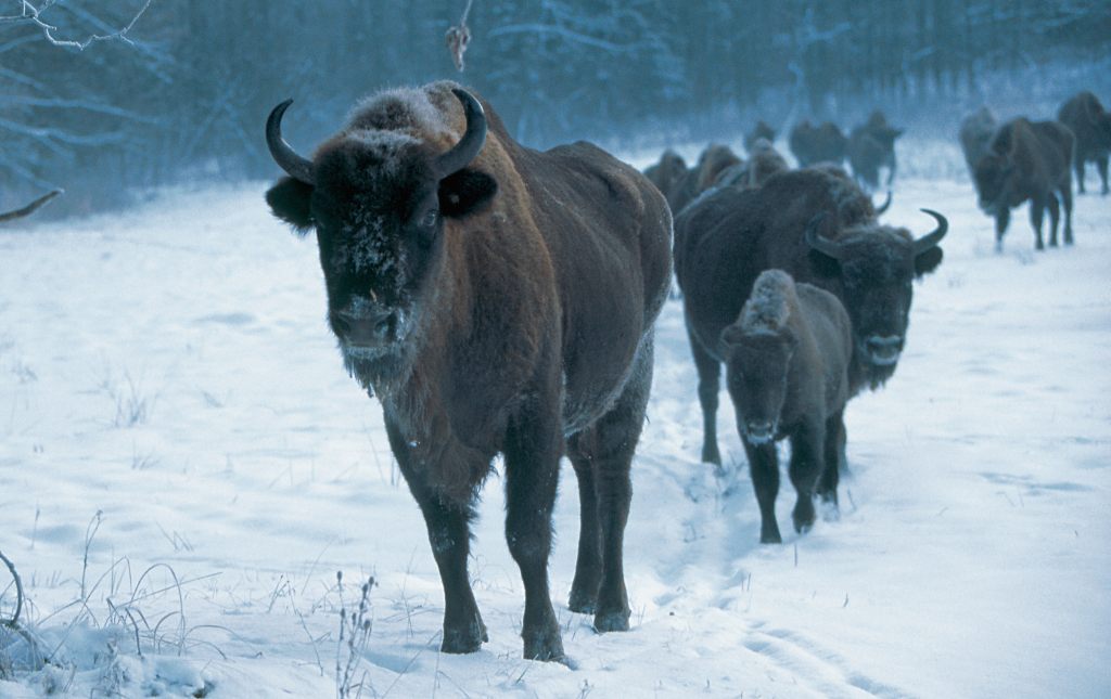 żubr, ochrona, odstrzał, myśliwi, Puszcza Białowieska, żubry, WWF Polska