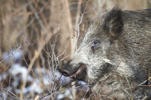 odstrzał dzików na Podlasiu, limity odstrzałów dzików, koła łowieckie