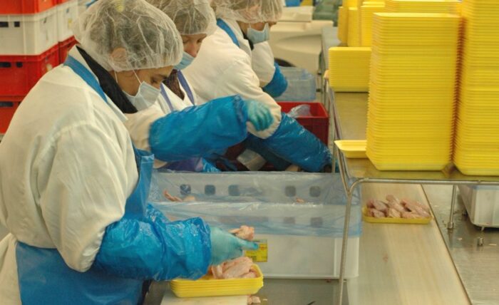 produkcja drobiu, rynek mięsa, komisja europejska