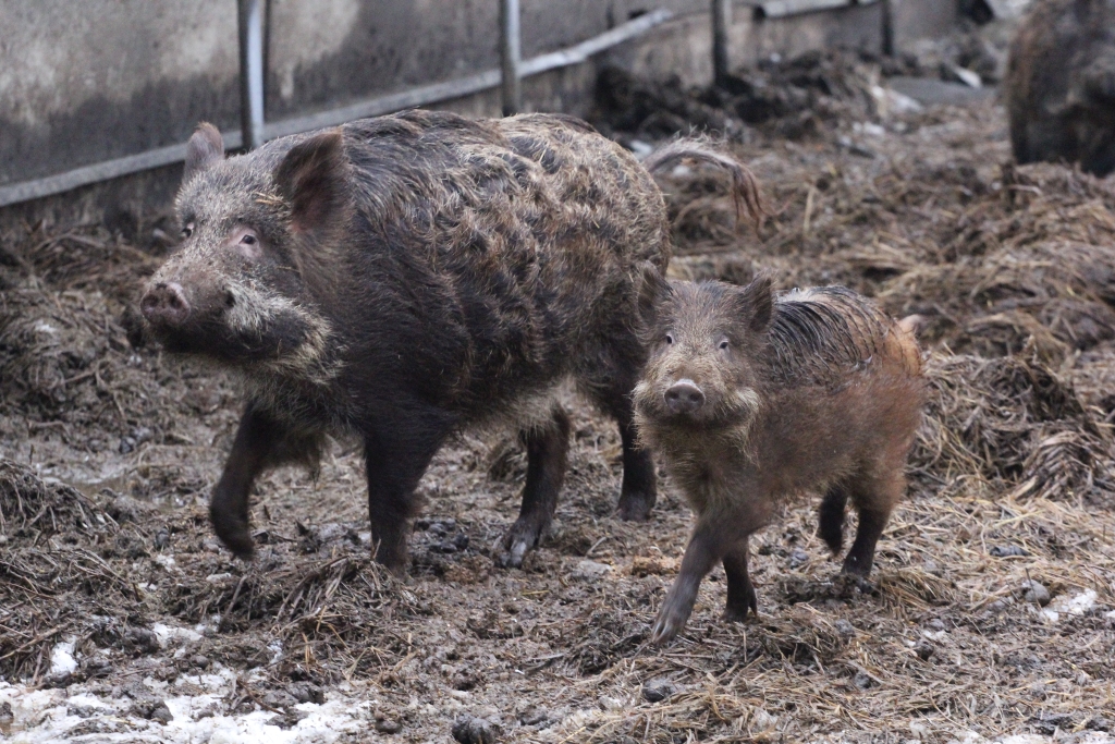 dziki, asf, kzp-ptch, trzoda chlewna