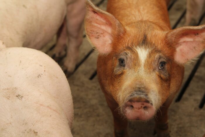 rynek rolny, gus, ceny na rynku rolnym, zboża, żywiec, warzywa, mleko