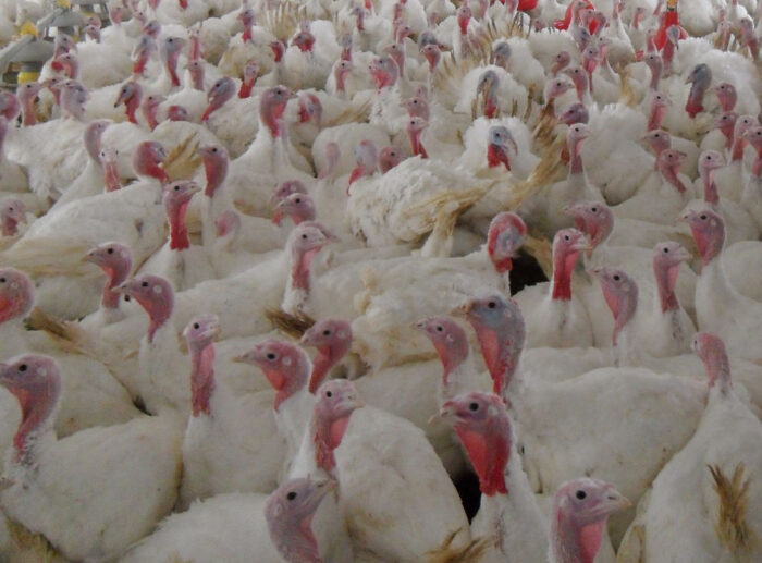 indyk, brojler, chów indyka, pasza, intermag