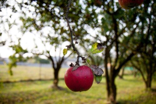 owoce, zbiory owoców, jabłka, Eberhard Makosz, Towarzystwo Rozwoju Sadów Karłowatych
