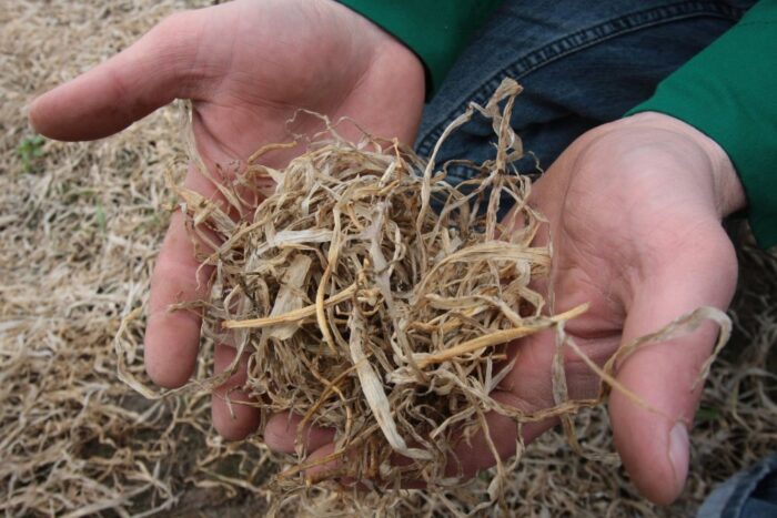 Instytut Uprawy i Nawożenia i Gleboznawstwa w Puławach, pomiary temperatur, straty w uprawach ozimych