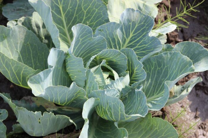 kapusta, warzywa, ministerstwo rolnictwa, Dow AgroSciences Polska, instrukcja, etykieta