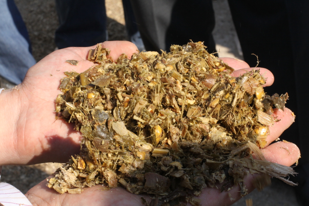 kiszonka krowy mleczne