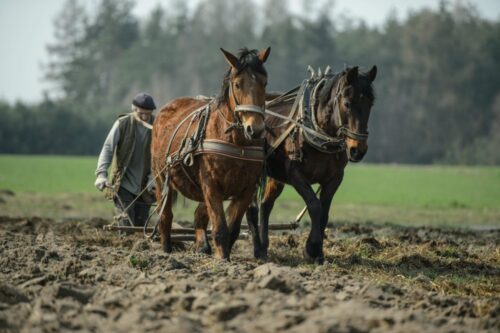 rejestracja koniowatych, dokumenty identyfikacyjne dla koniowatych, ministerstwo rolnictwa