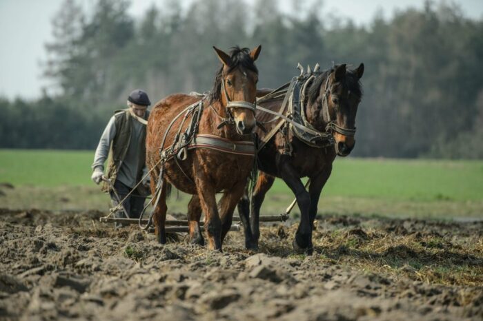 rejestracja koniowatych, dokumenty identyfikacyjne dla koniowatych, ministerstwo rolnictwa