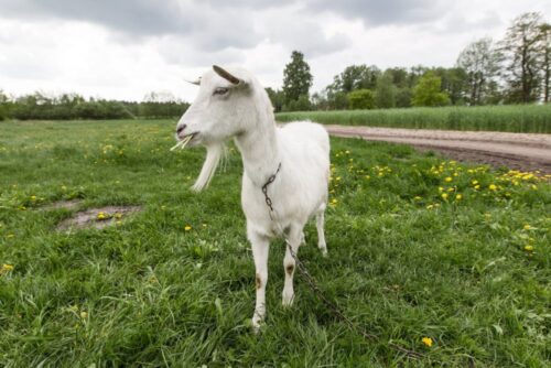grzyby w organizmie kozy, tanie biopaliwa, University of California, Harper Adams University