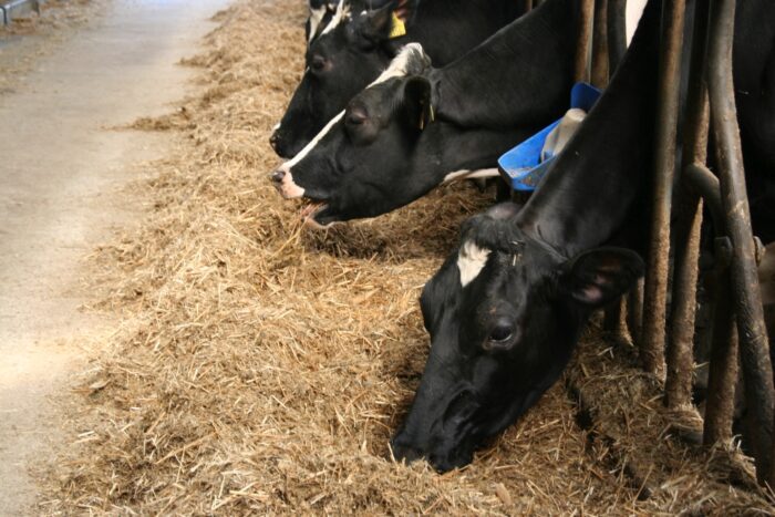 korowy pogłowie obora