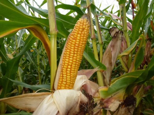 kukurydza
