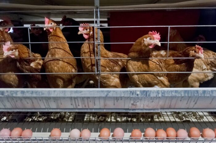 Krajowa Izba Producentów Drobiu i Pasz w Poznaniu, import piskląt, eksport piskląt