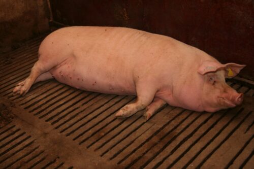 dopłaty dla hodowców krów i świń, dobrostan zwierząt, Europejski Fundusz Rolny, prow 2014-2020