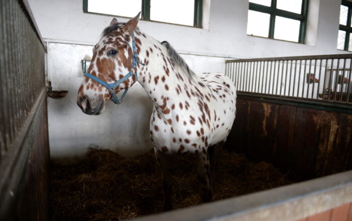 Stadnina Koni w Janowie Podlaskim, stadnna koni w Michałowie, agencja nieruchomości rolnych