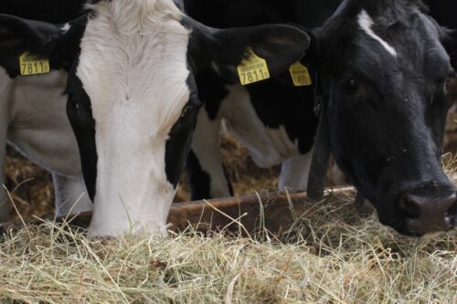 mikotoksyny, bydło mleczne, krowy, grzyby