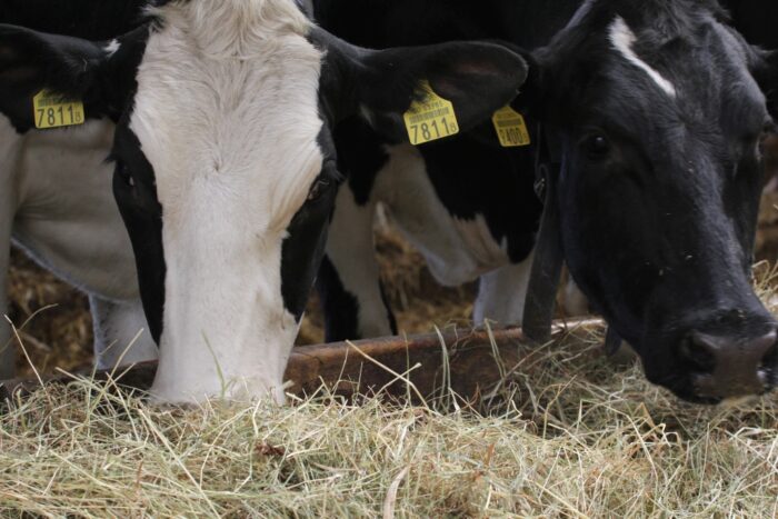 mikotoksyny, bydło mleczne, krowy, grzyby