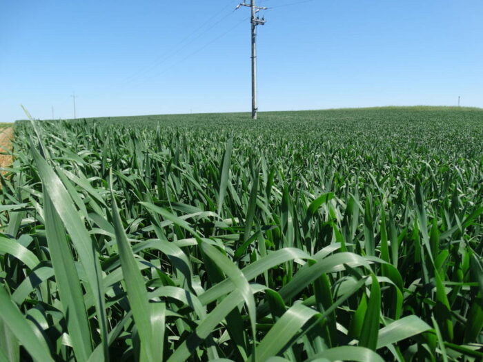 odmiany pszenicy jarej, plonowanie, pdo, coboru