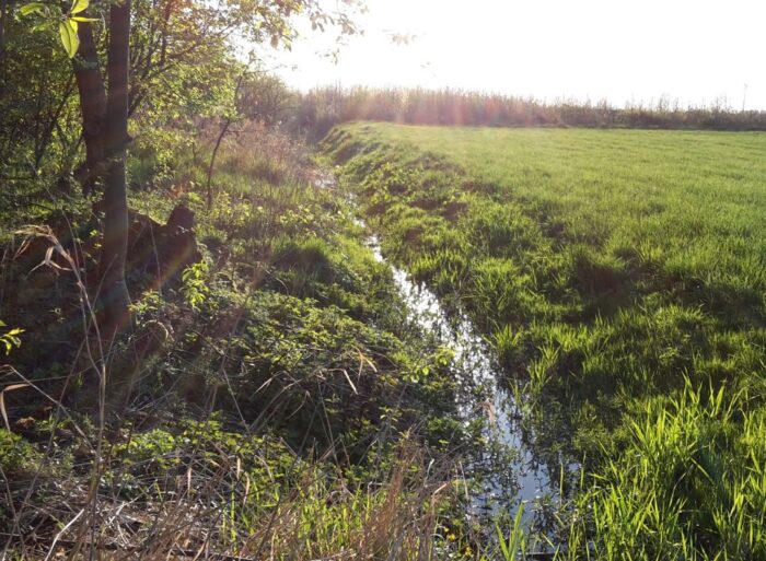 europarlament, odtwarzanie przyrody, prawo, ue