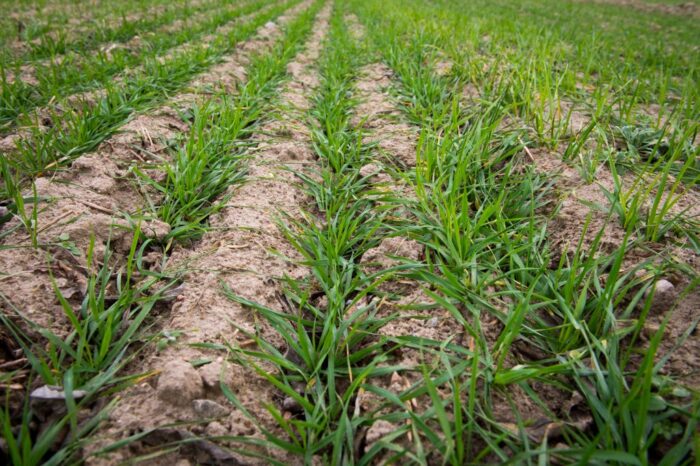 oziminy, pszenica ozima, jęczmień, zboża, produkcja zbóż, zbiory zbóż