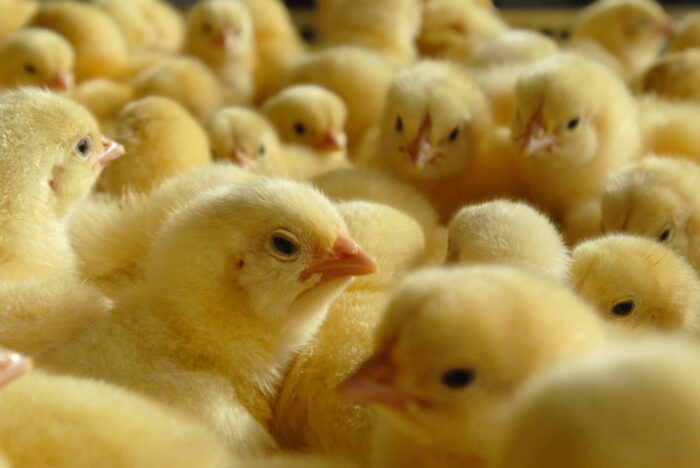 produkcja drobiu, eksport drobiu, konsumpcja drobiu