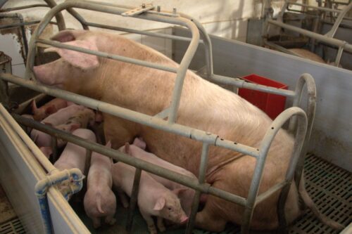 cykl zamknięty, produkcja tuczników, Zielińscy, Łążyn