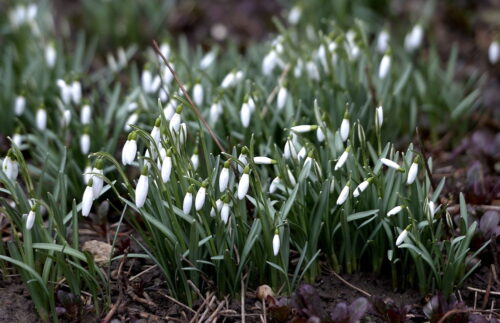 przebiśniegi, Maciej Mazul, Babiogórski Park Narodowy, Babia Góra