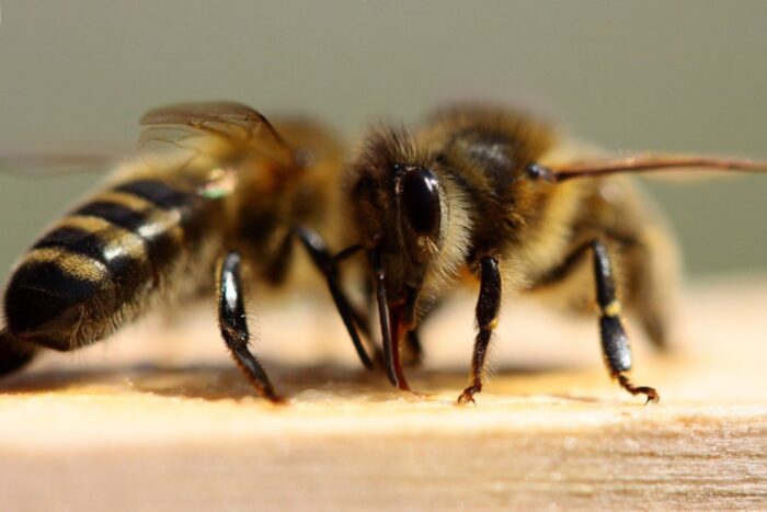 Ule na balkonie, miejska hodowla pszczół, włochy, mediolan