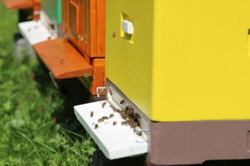 pszczoły, Syngenta, nasiona, bioróżnorodność, the Good Growth Plan,