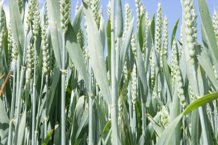 zbiory pszenicy, produkcja pszenicy, ceny pszenicy