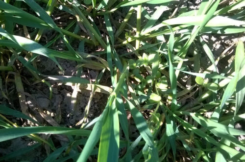 euronext w paryżu, cbot w chicago, notowania pszenicy, notowania kukurydzy