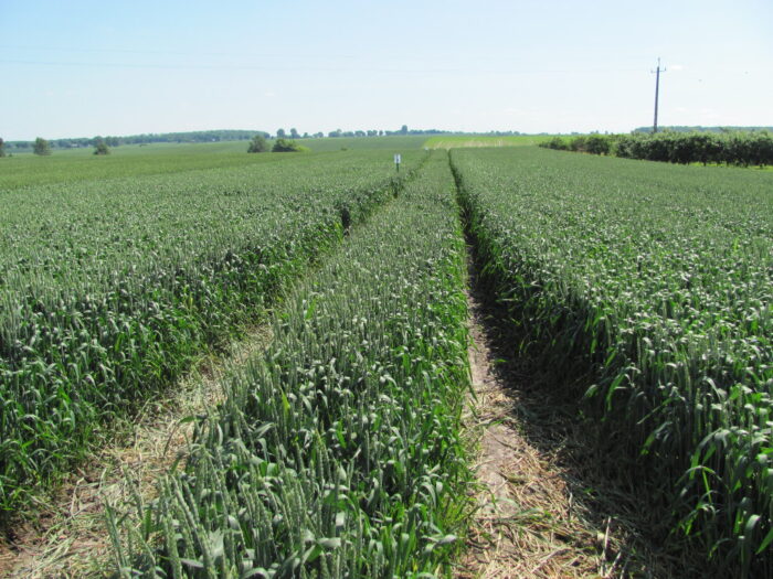 euronext w paryżu, cbot w chicago, notowania pszenicy, notowania kukurydzy