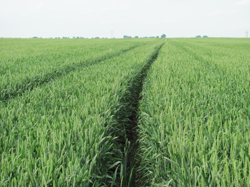 zawartość magnezu, mg, gleba, zasobność, stacje chemiczno-rolnicze, gus