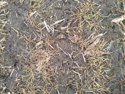 wymarznięcia, stan ozimin, pszenica ozima, Brodzica, Zamojszczyzna, Krzysztof Panasiewicz