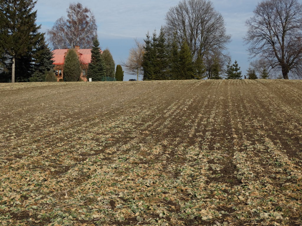 loz, listy odmian zalecanych, coboru, pdo, wymarznięcia