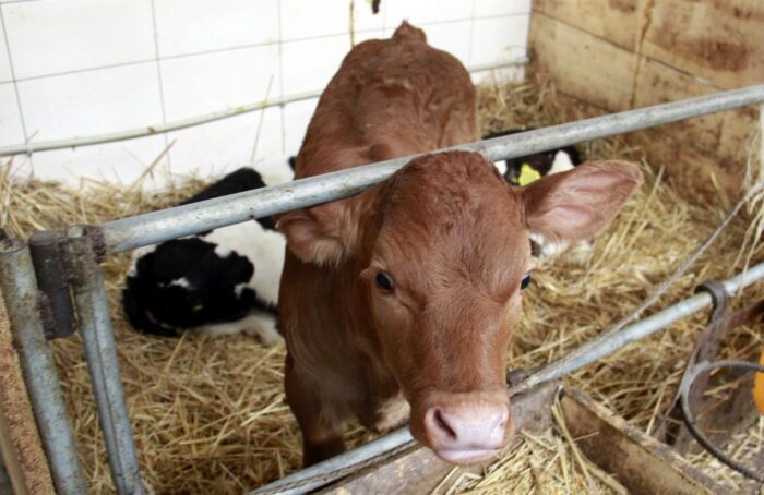 siara, odchów cieląt, odporność