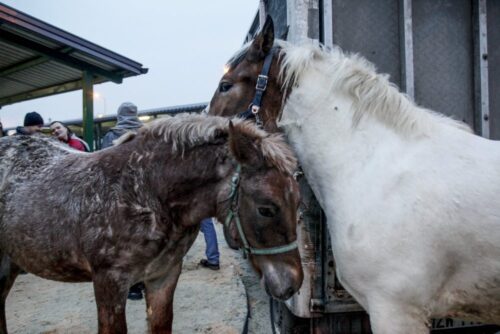 Jarmark Koński "Wstępy", skaryszewo,  Ireneusz Kumięga, handel końmi