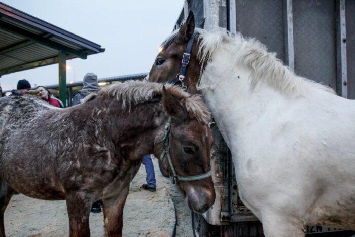 Jarmark Koński "Wstępy", skaryszewo,  Ireneusz Kumięga, handel końmi