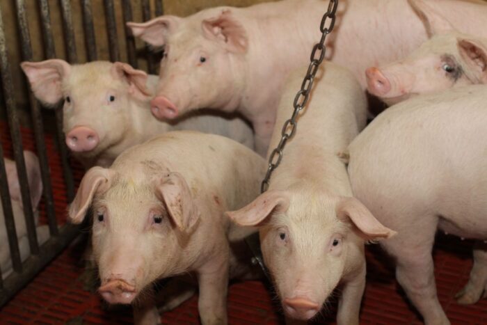 import  wieprzowiny, rynek mięsa, chiny