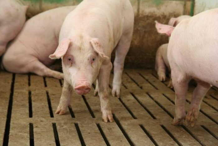 produkcja wieprzowiny w rosji, trzoda chlewna, rynek mięsa