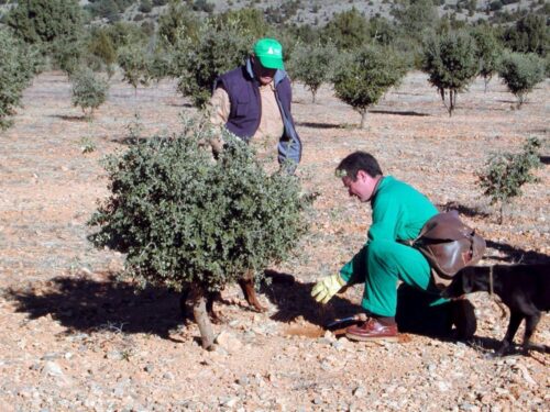 produkcja trufli, trufle białe, trufle czarne