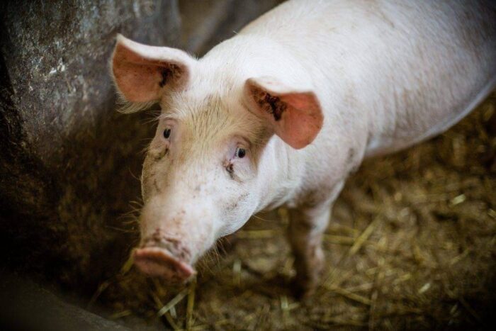 prawo, przepisy, GMO, pasze dla zwierząt, projekt noweli o paszach, żywność